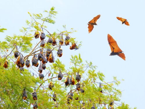 Especies de murciélagos