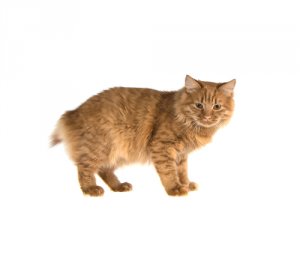 La espina bífida en gatos