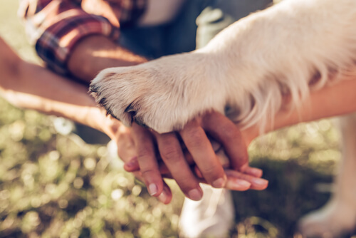 Estructura de las patas del perro