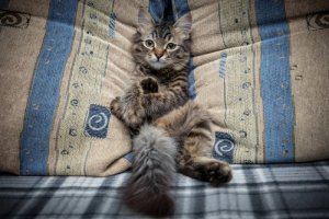 Evita que tu gato suba al sofá - Mis Animales