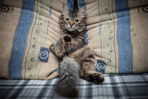 Evita que tu gato suba al sofá