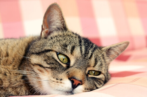Evitar un golpe de calor en gatos