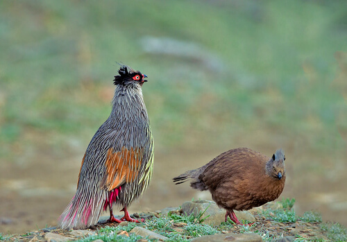 Faisán ensangrentado