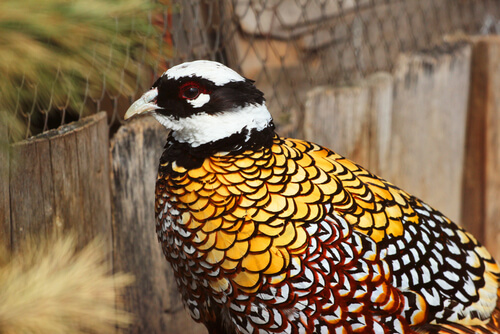 Faisán venerado: reproducción