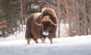 La fauna de Groenlandia
