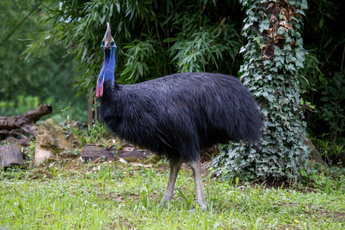 Fauna de Guinea: casuario