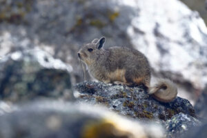 La fauna en la cordillera de los Andes