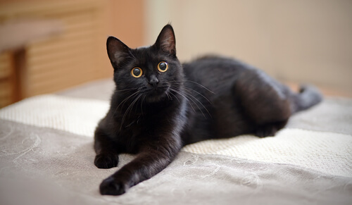 Felino en sofá
