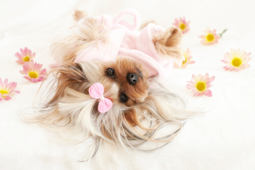 Flores y perros