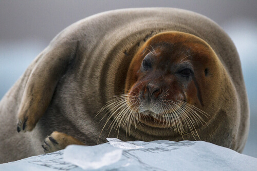 Foca barbuda: características