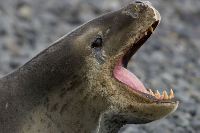 Foca leopardo