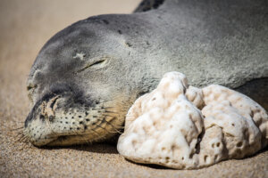 5 animales que viven en Hawaii