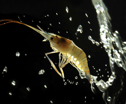 Gamba