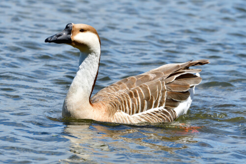 Ganso cisne: características