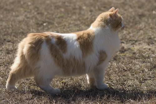 Gato Cymric: características
