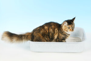 ¿Qué debes hacer si tu gato duerme en el arenero?