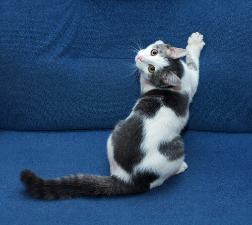 Gato en sofá