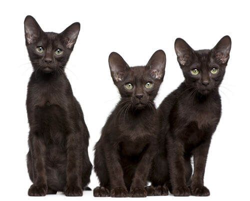 Gato Havana: características