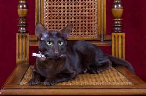 Gato Havana, marrón como el tabaco y el café