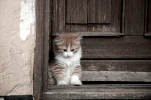 Gato Cymric, con pelo largo y sin cola