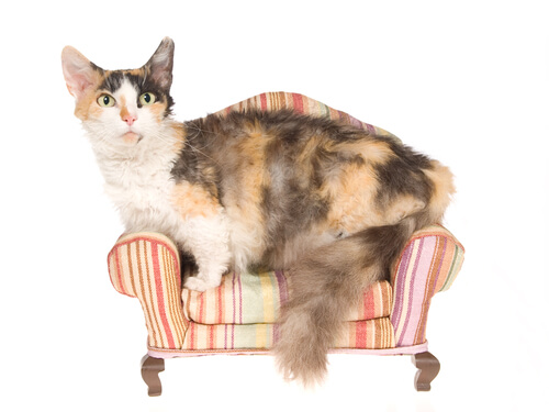Skookum, un gato pequeño y lleno de rizos