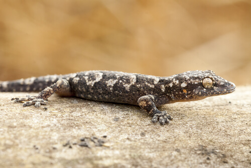 Gecko tropical