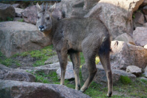 La fauna de los Himalayas