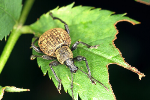 A weevil.
