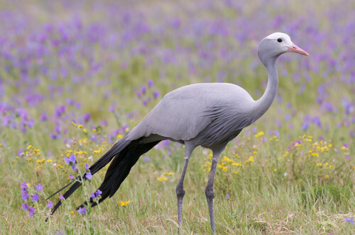 Grulla azul