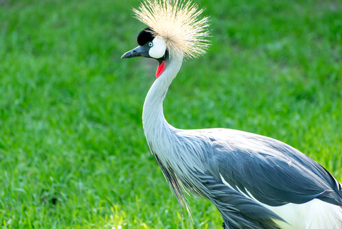 Grulla coronada cuelligris