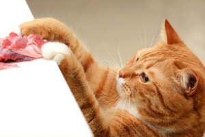 Un buen guisado de carne para tu gato