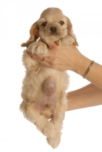 Hacer la vida Infantil vida Hernia umbilical en los cachorros - Mis Animales