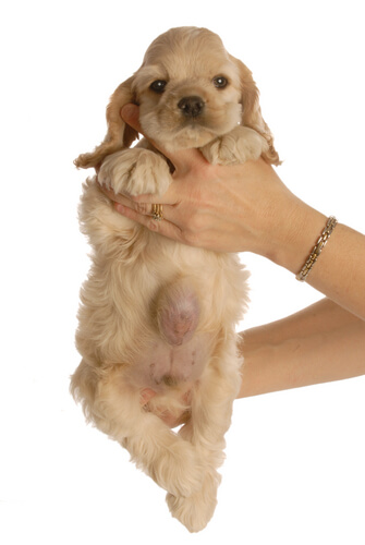 Hernia umbilical en perros