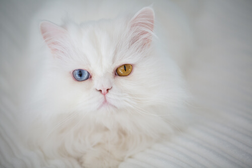 Heterocromía en gatos