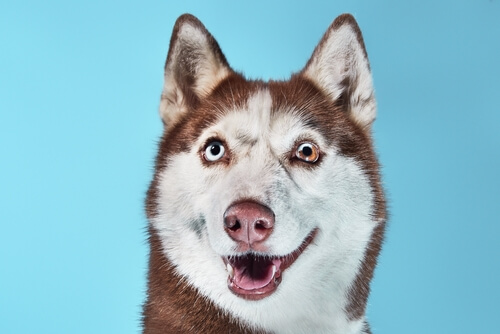Heterocromía en perros