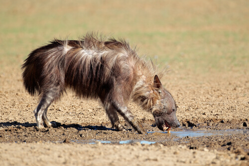 Una de las especies de hienas actuales.