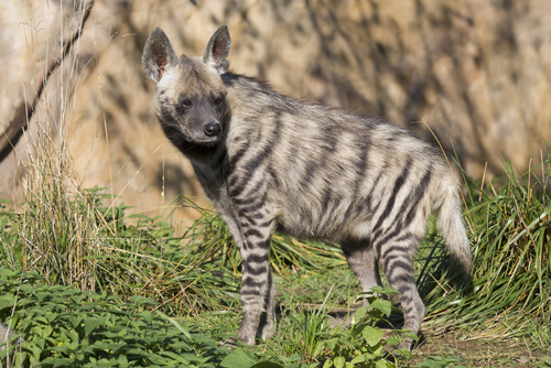 Las 4 especies de hienas actuales