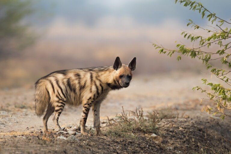 9 curiosidades sobre la jerarquía de las hienas