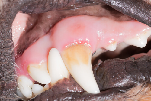 Hilo dental para perros