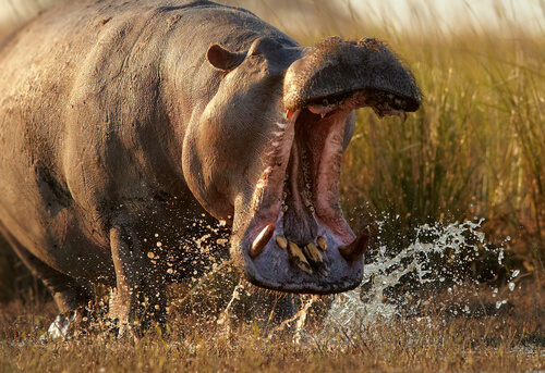 Hipopótamo: animales más peligrosos
