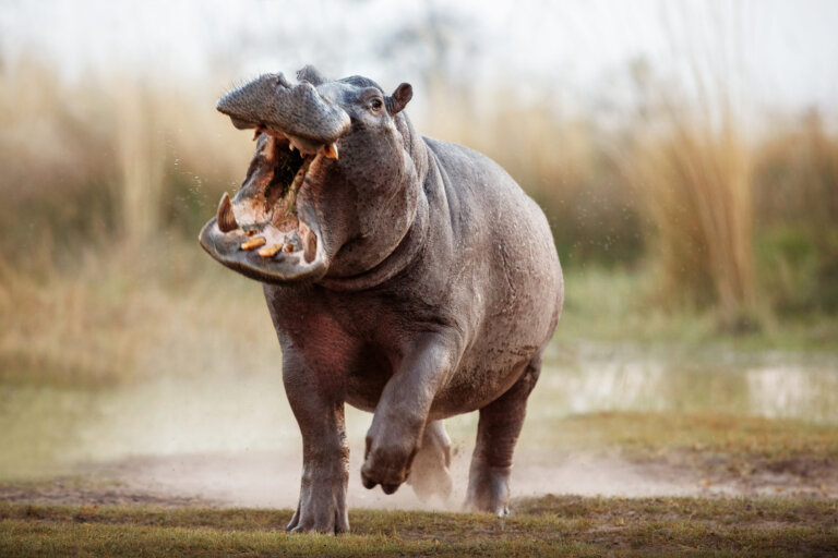 Furia de los hipopótamos