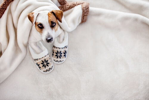 Hipotermia en perros: tratamiento