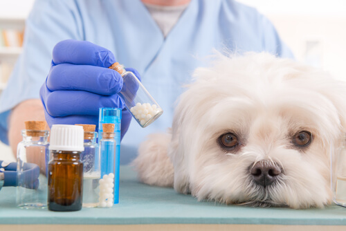 Homeopatía veterinaria: medicamentos