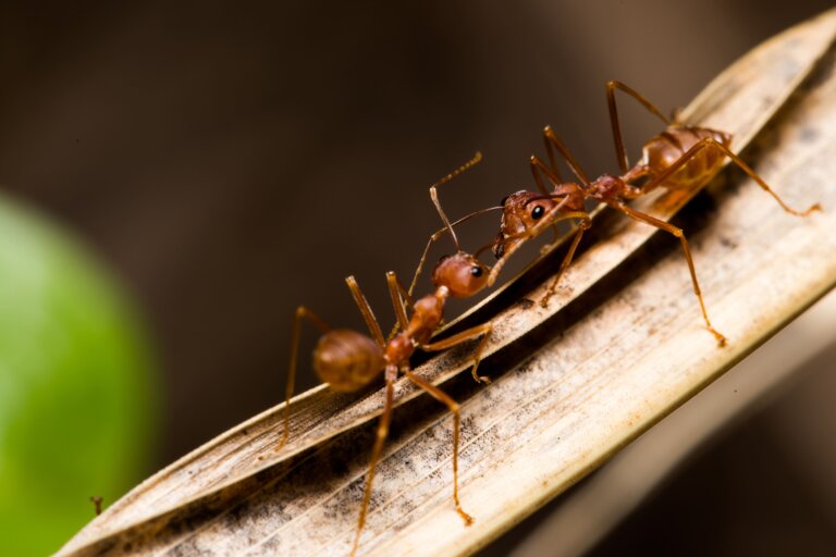 Hormigas de fuego agresivas