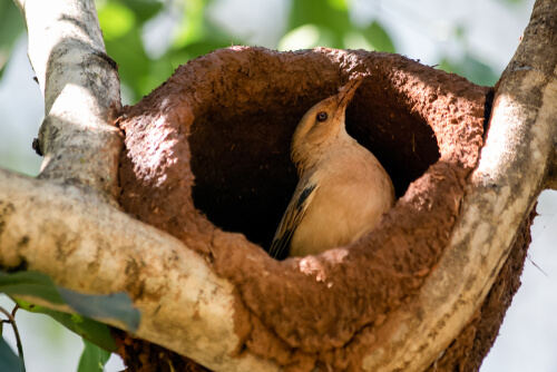 Hornero: características, hábitat y nido