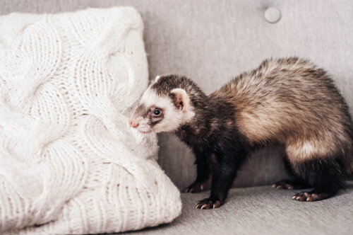 Hurón: mustelido