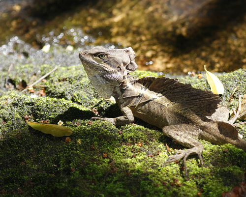 Iguana garrobo
