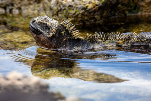 Iguana marina de Galápagos