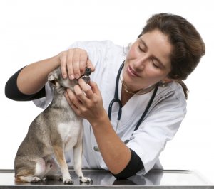 Implantes dentales en perros
