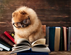 El experimento de inteligencia animal que los perros fallan